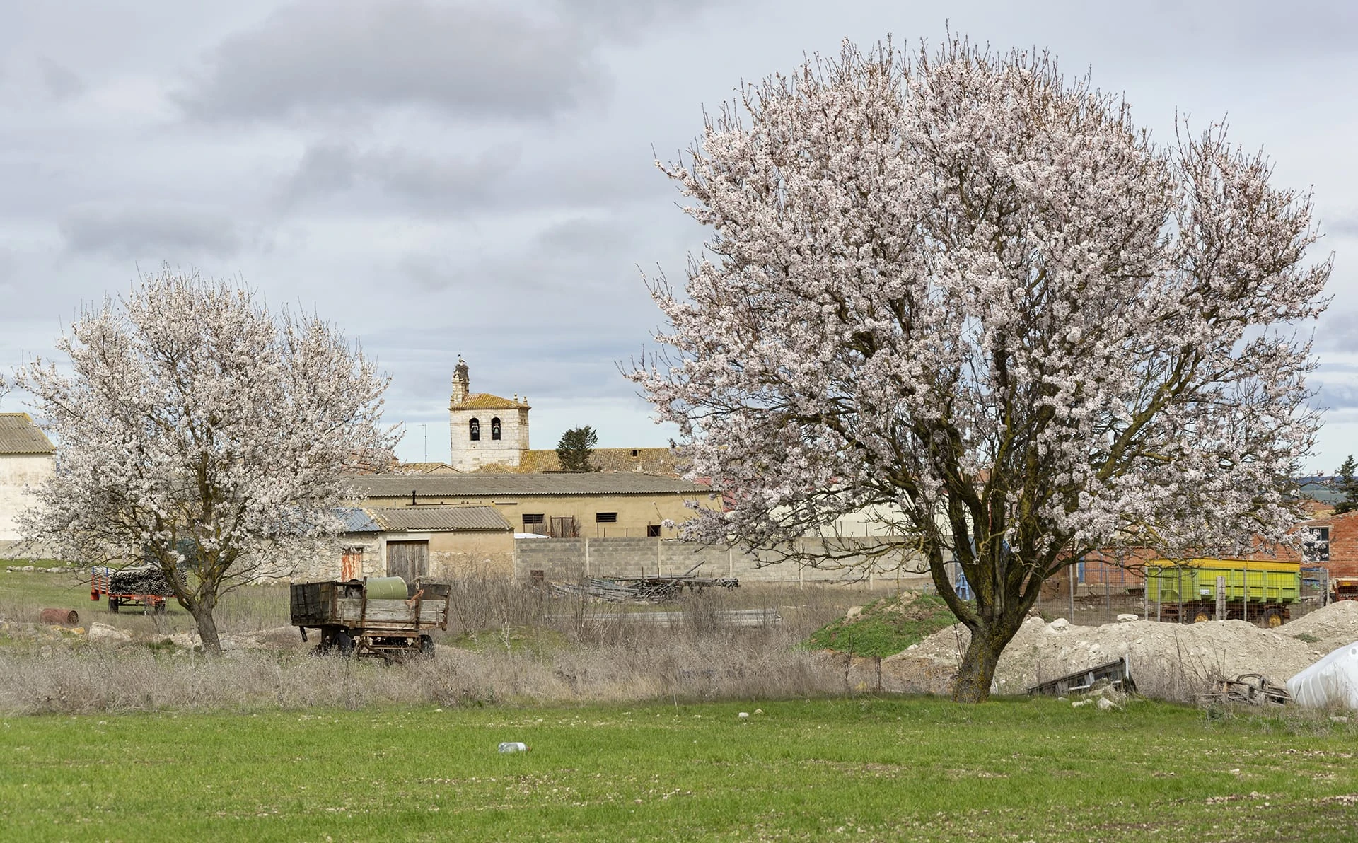 Árboles en flor con la iglesia de Villaviudas al fondo