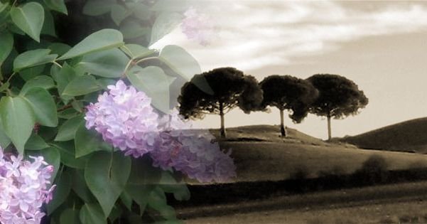 lilas tres pinos Villaviudas