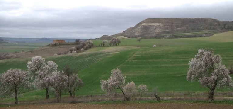 Nota «Entre almendros y lilas»