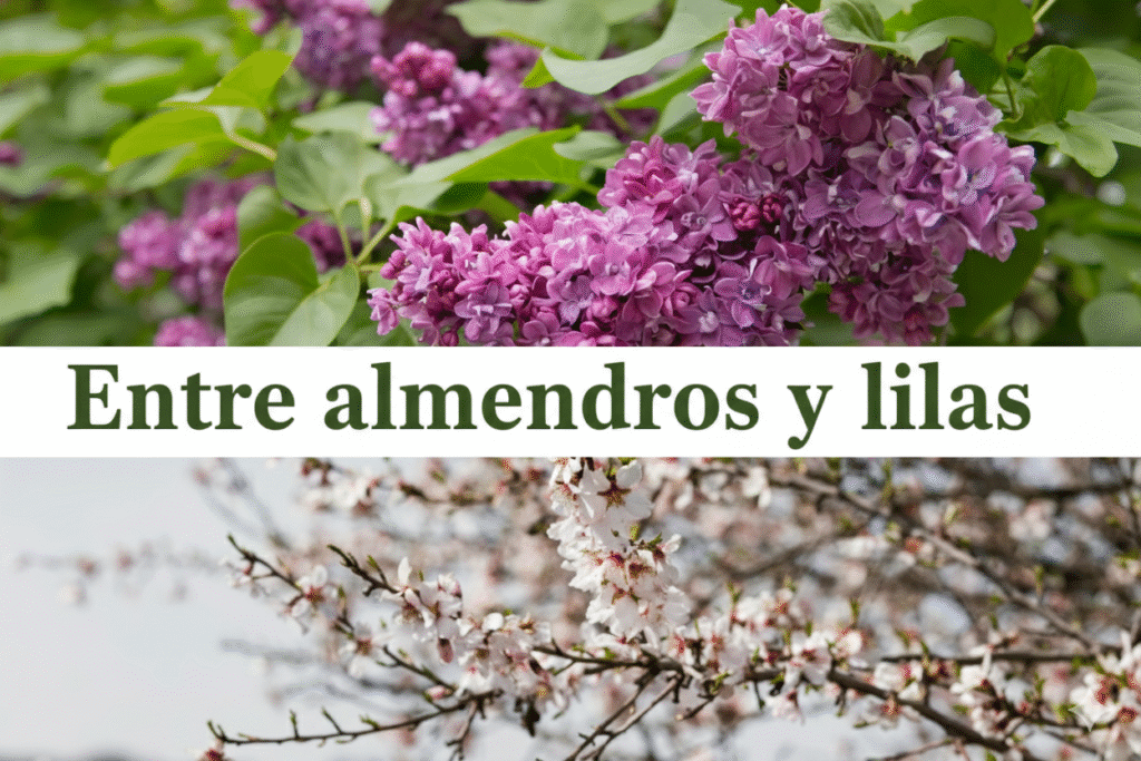 entre almendros y lilas