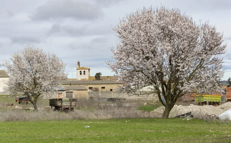 Almendros en flor con la iglesia de Villaviudas al fondo
