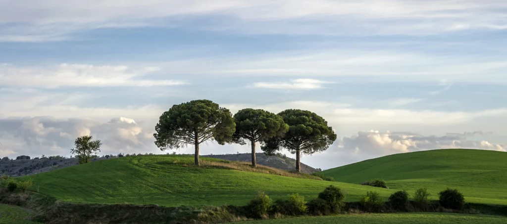 Los Tres Pinos de Villaviudas sobre la loma verde
