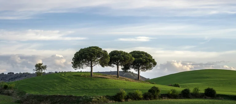 Los Tres Pinos de Villaviudas sobre la loma verde