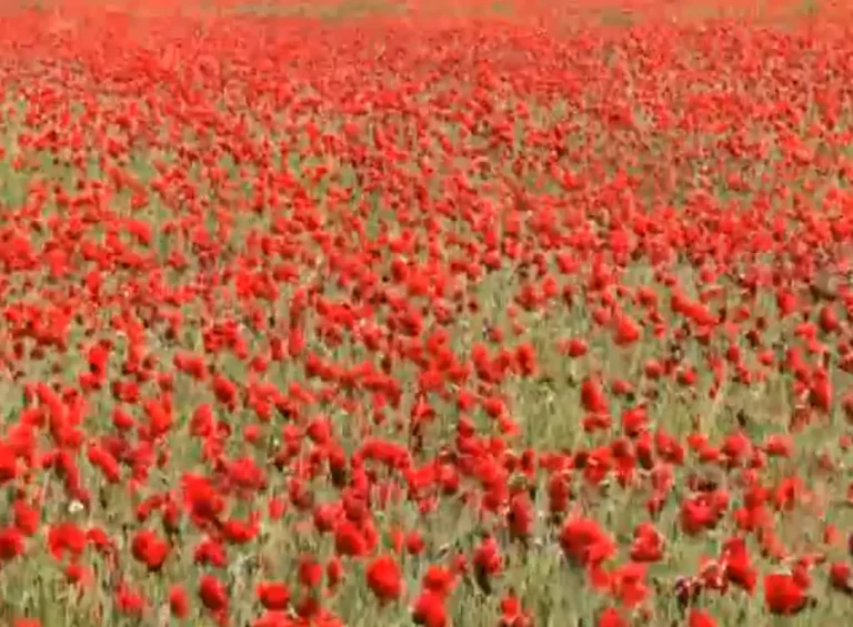 Campo de amapolas en flor en los alrededores de Villaviudas