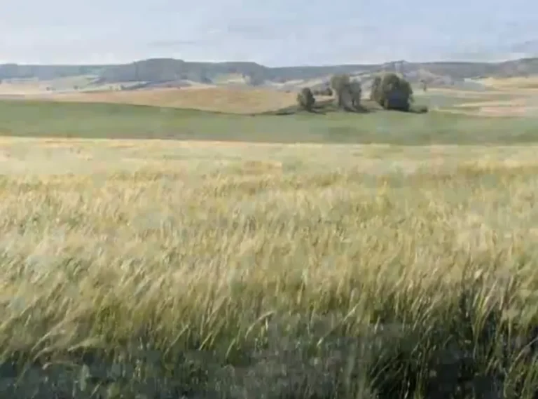 Campo de cereal con las lomas del Cerrato al fondo