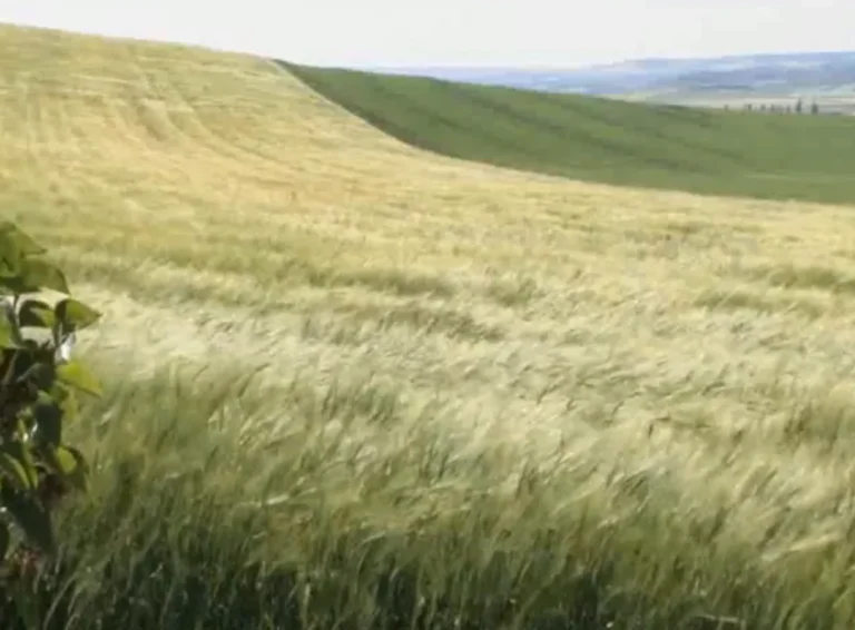 Campo de espigas bajo el cielo de Castilla