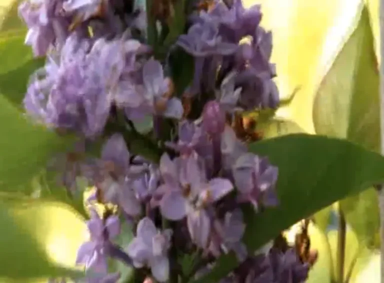 Detalle de la flor de lila, símbolo de Villaviudas