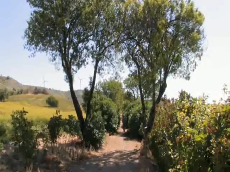 El Paseo de las Lilas con sus árboles en primavera