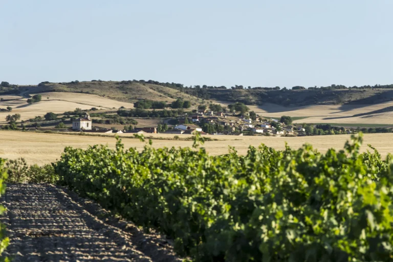 Majuelo de viñas con bodegas tradicionales al fondo