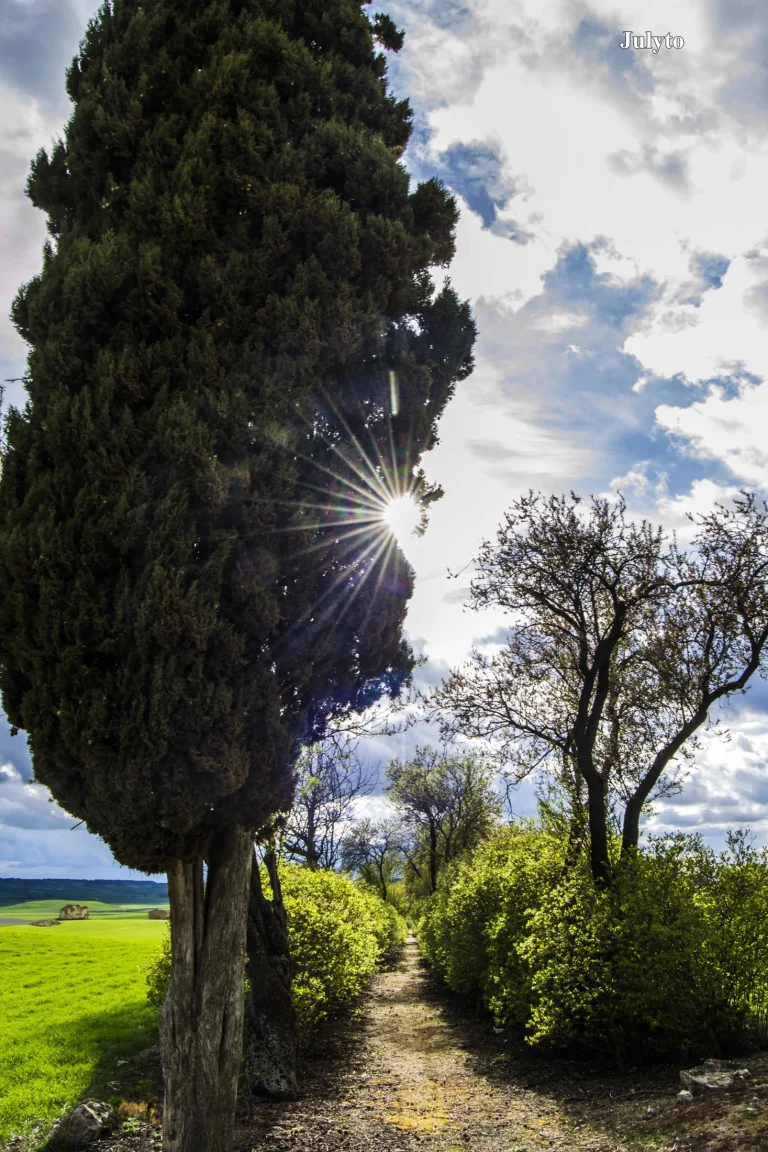 El Paseo de las Lilas en primavera
