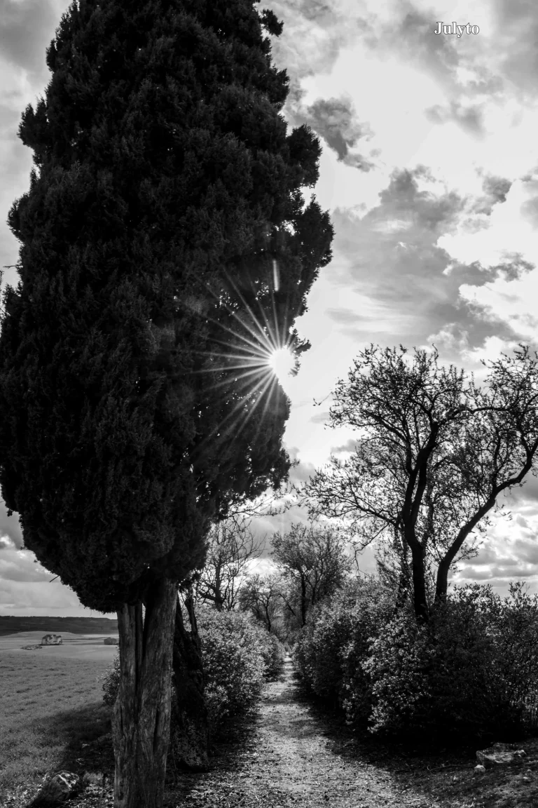 El Paseo de las Lilas en blanco y negro