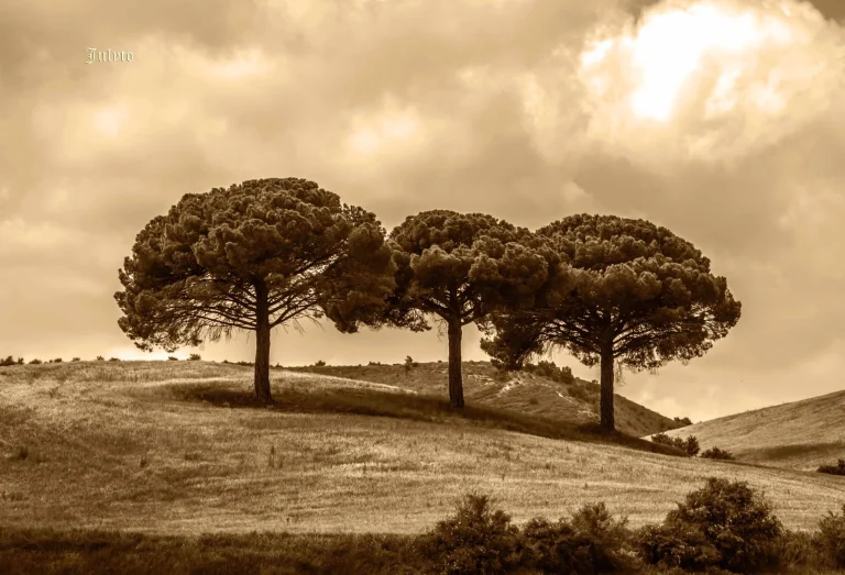 Los Tres Pinos de Villaviudas en blanco y negro sepia