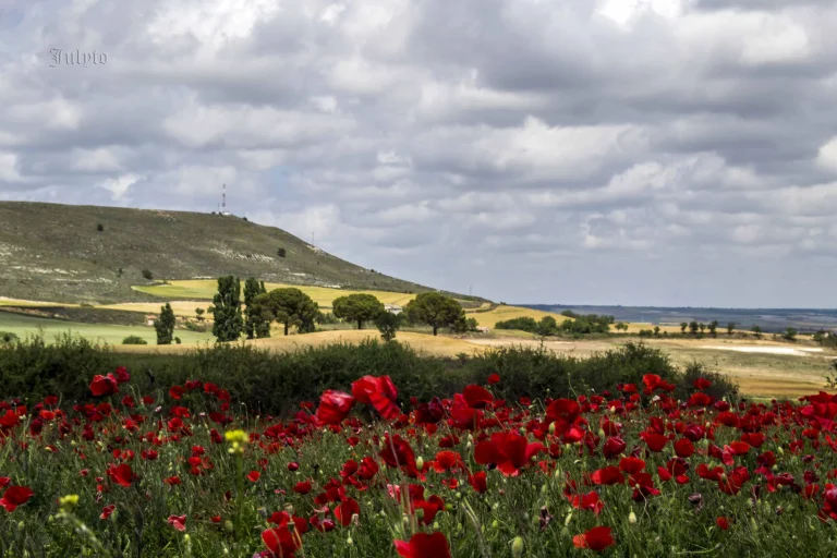 Campo de amapolas con los Tres Pinos al fondo