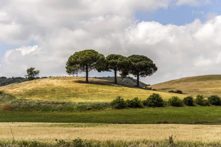 Los Tres Pinos sobre la colina dorada del Cerrato